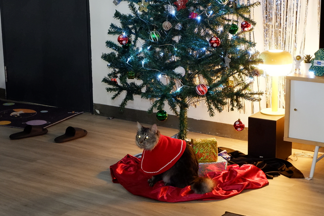 The office cat in a red cape, sitting under the team's decorated Christmas tree